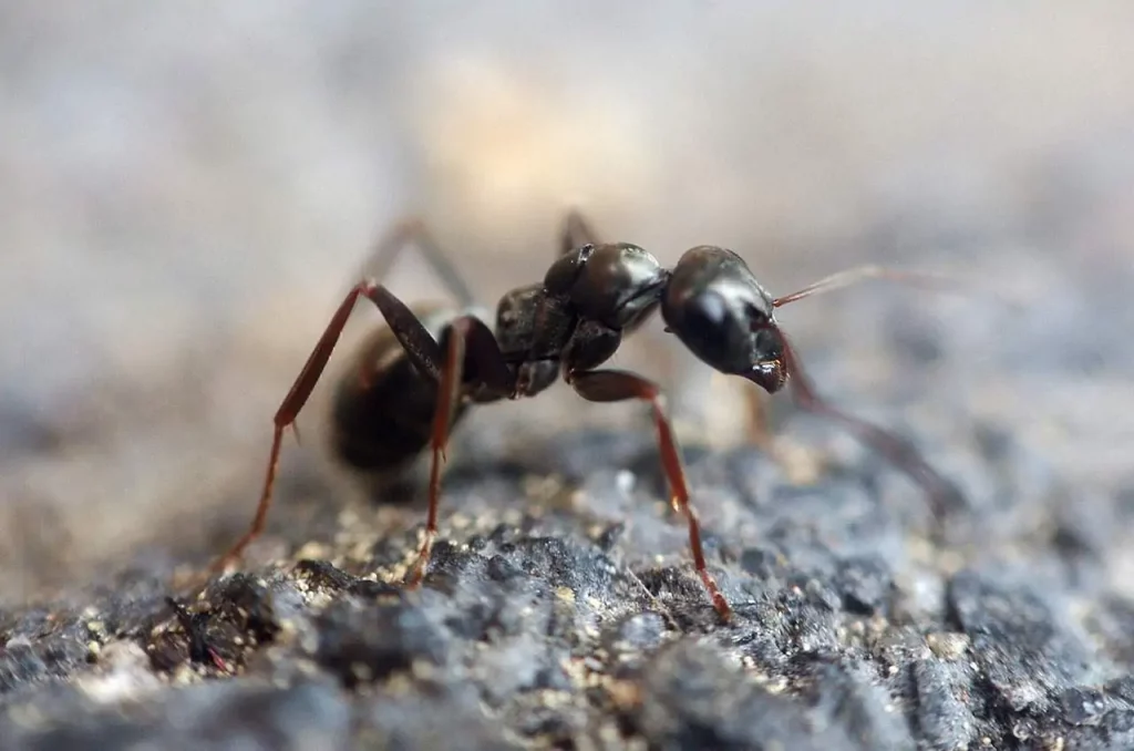 big black ants in bathroom