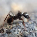 big black ants in bathroom